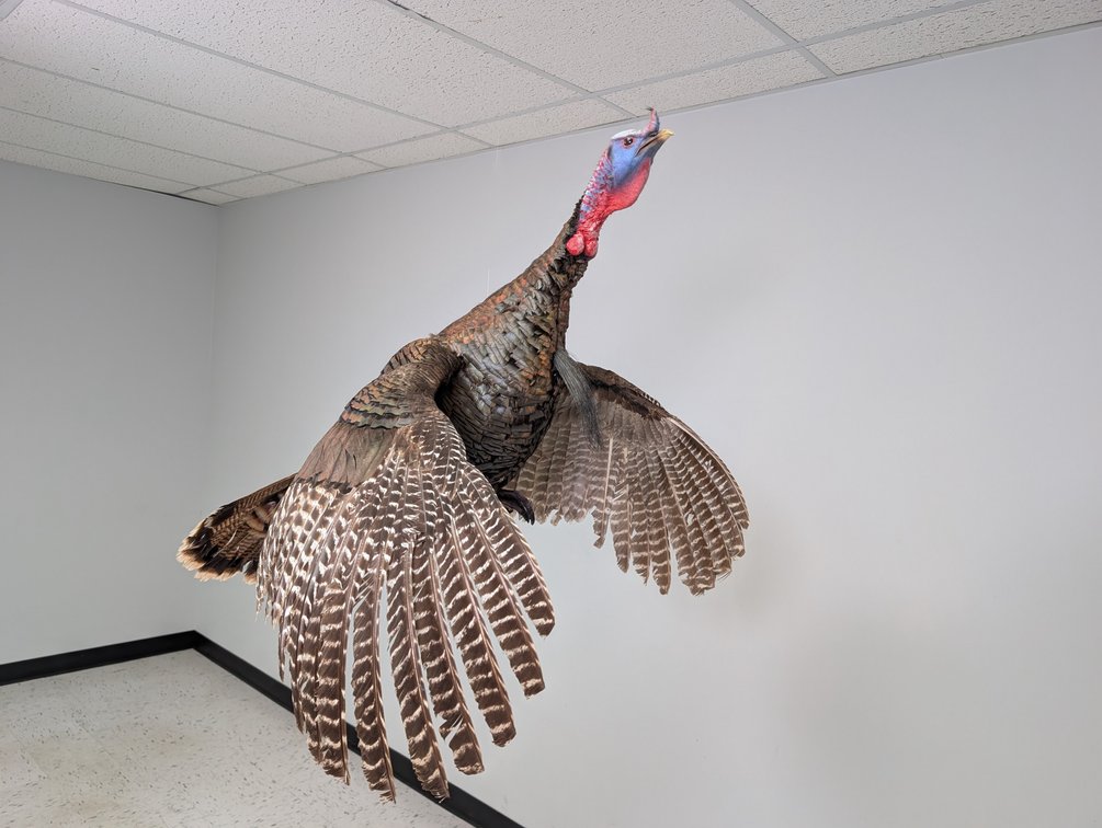 Flying Wild Turkey 