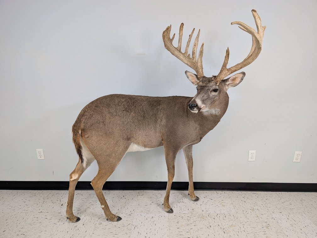 18 Pt Wall Mounted Standing Whitetail
