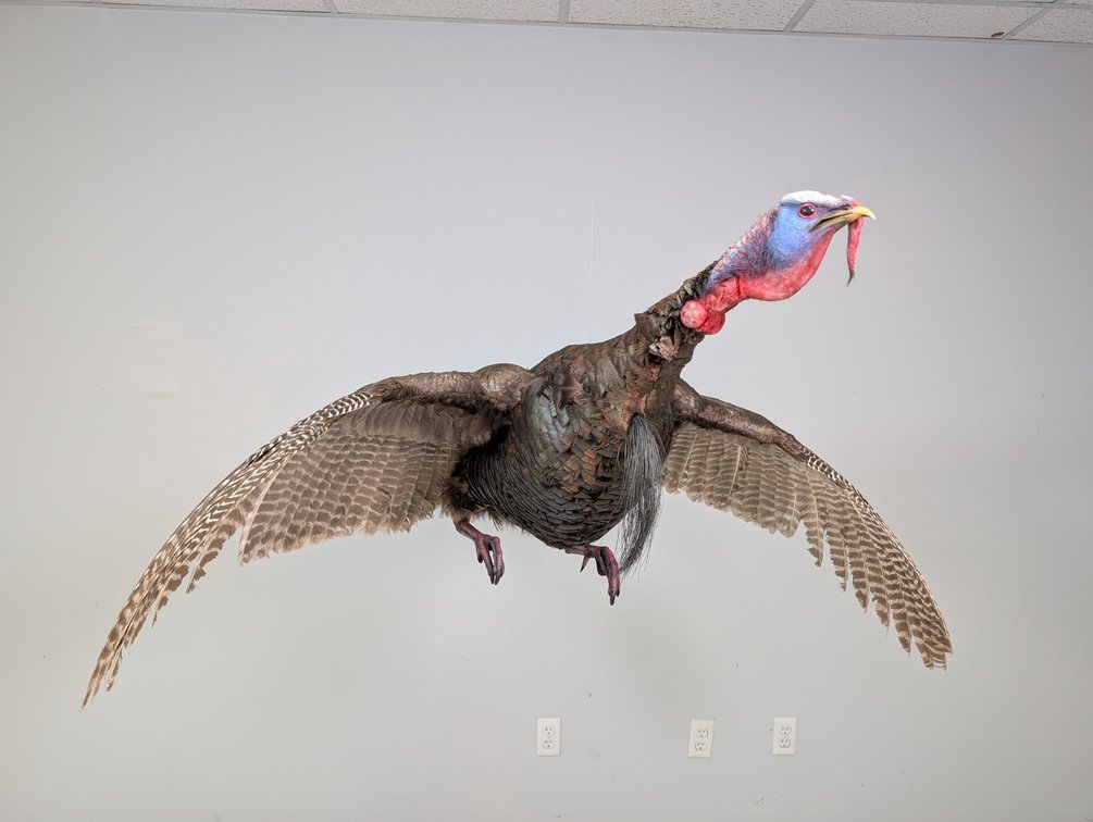 Flying Wild Turkey