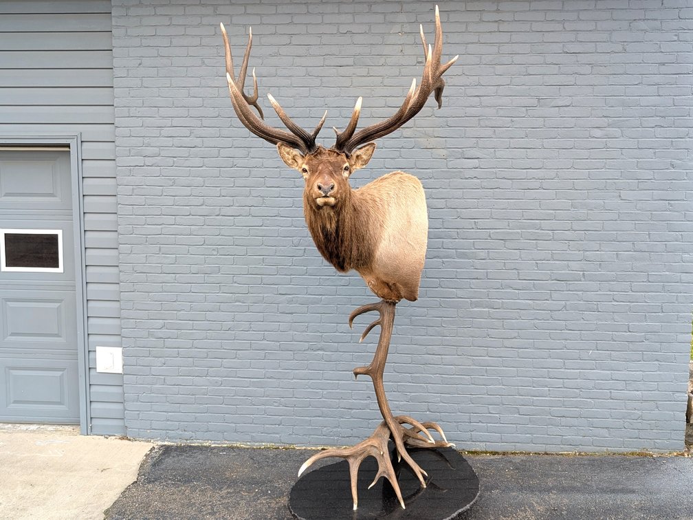 Pedestal Mount 7x8 Elk On Granite Base