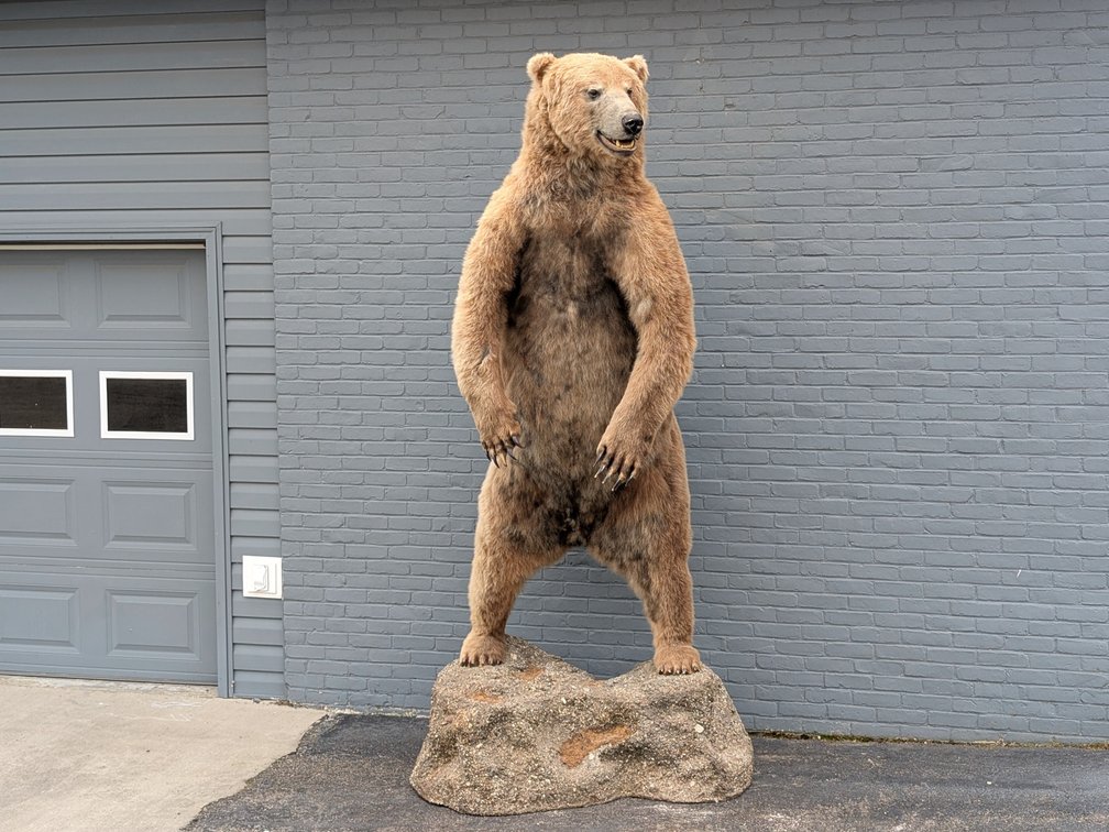 Kodiak Brown Bear