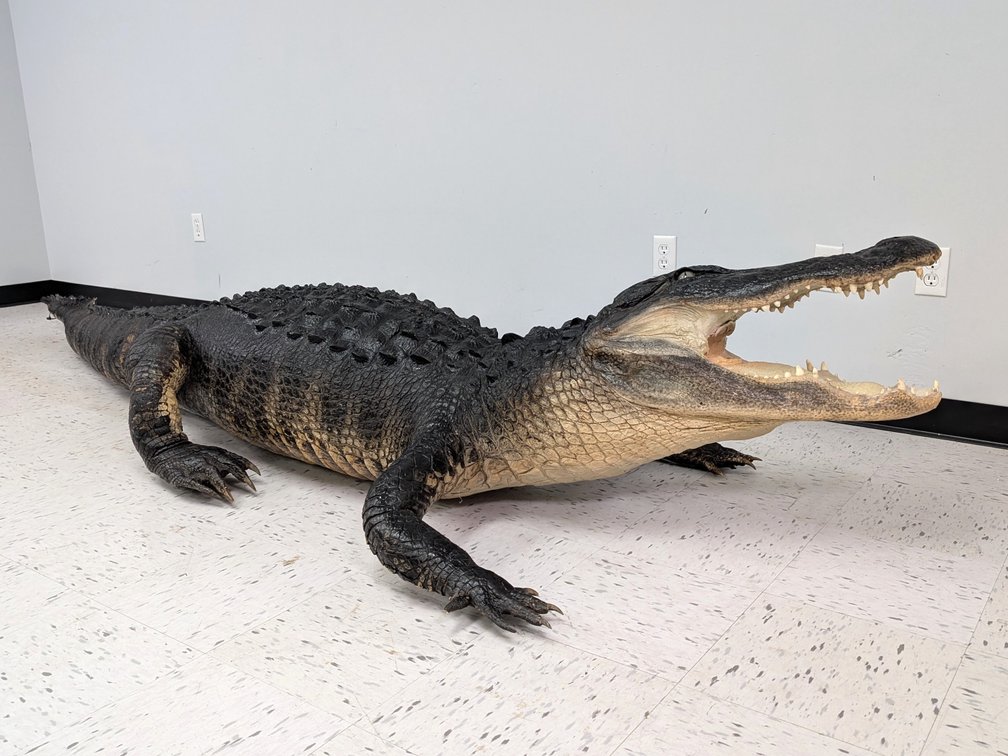 12 Ft Florida Alligator Full Body Mount