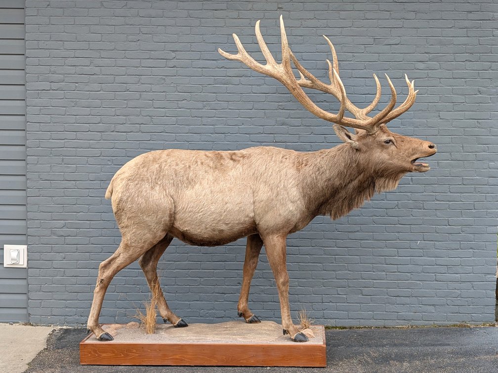 Full Body Mount 7x8 Elk On Habitat Base