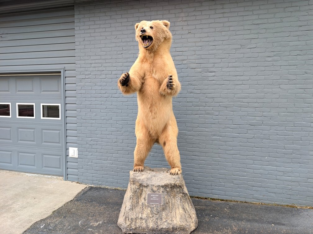 Kodiak Brown Bear