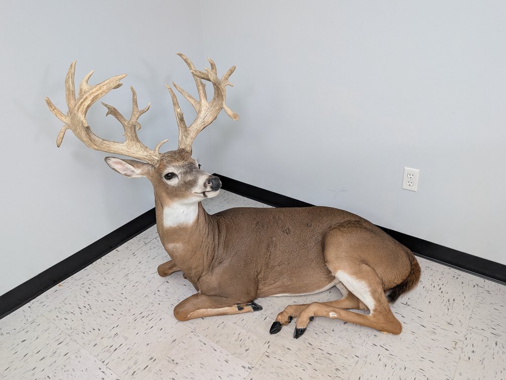 25 Pt Non Typical Whitetail Full Body Mount