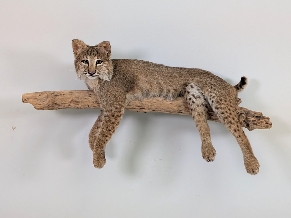 Bobcat