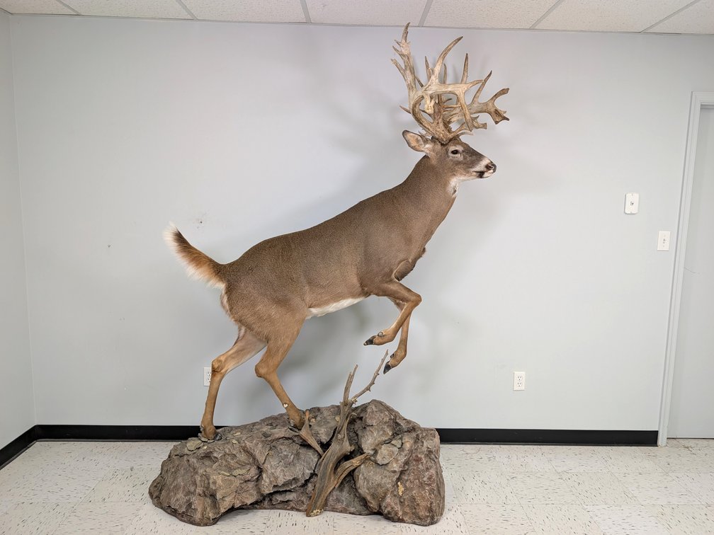 36 Pt Non Typical Whitetail Full Body Mount On Habitat Base