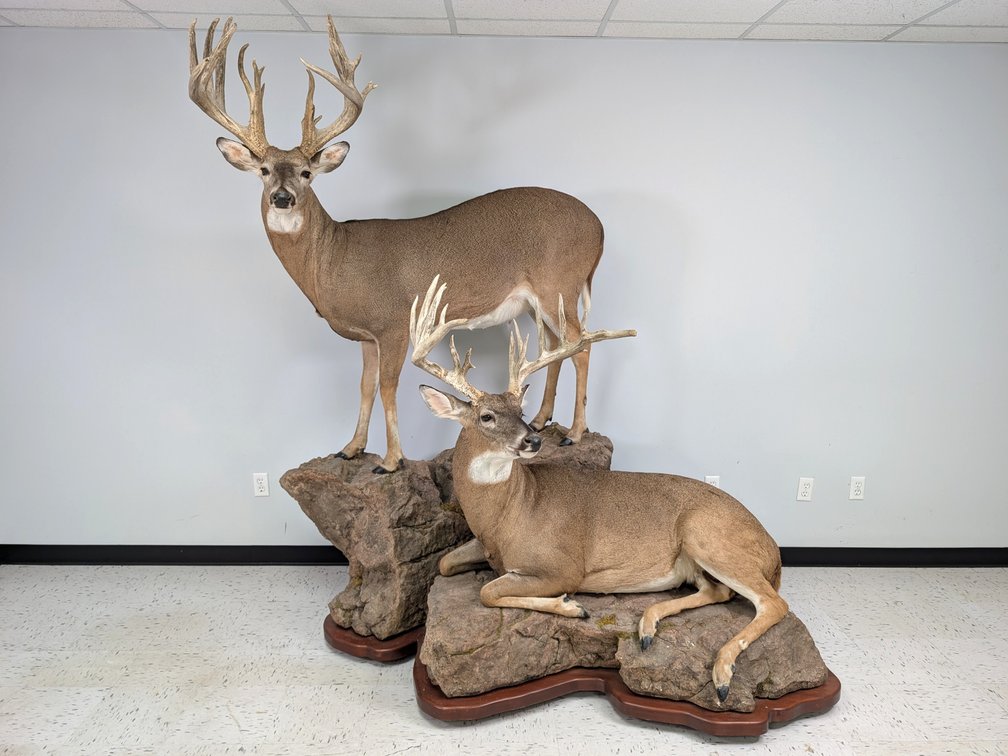 Two Whitetail Bucks On Habitat Base 