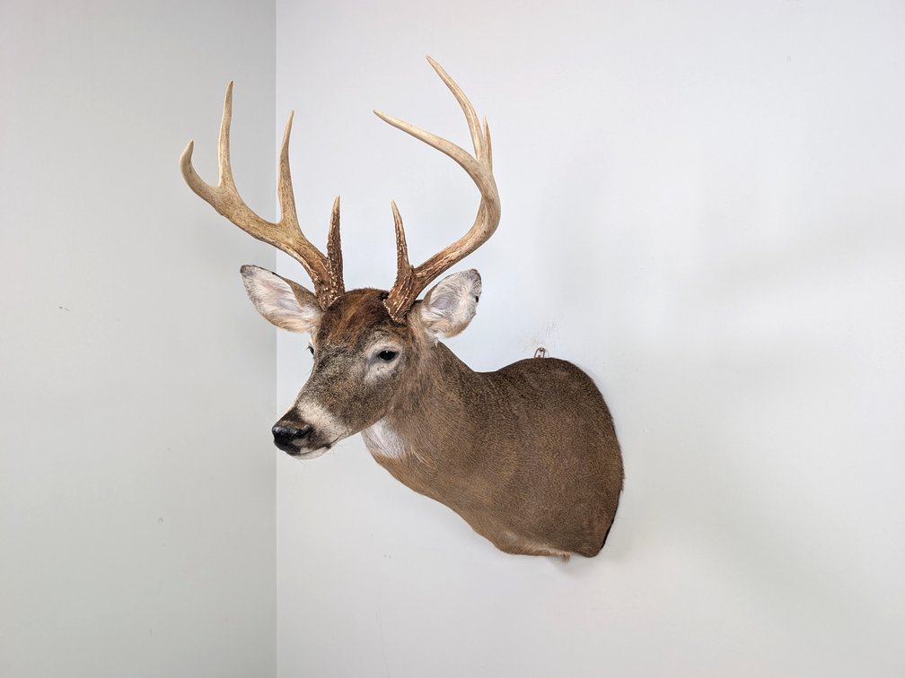 8 Pt Whitetail