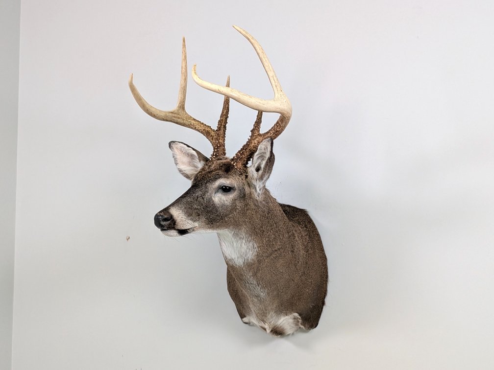 6 Pt Whitetail