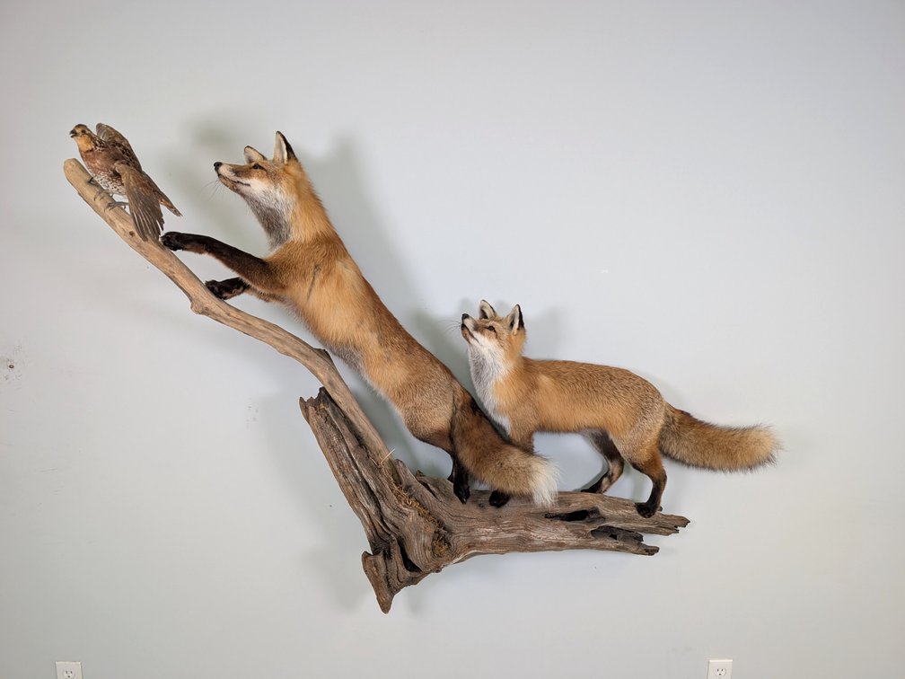 Two Foxes and Quail