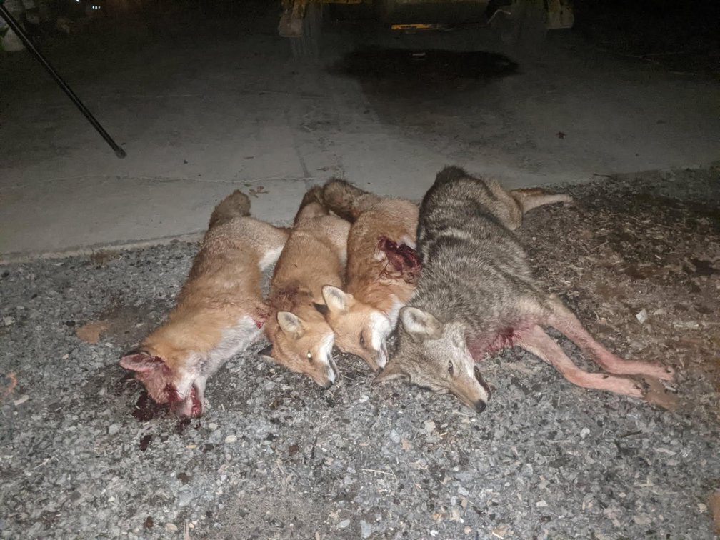 Predator Hunting Trip