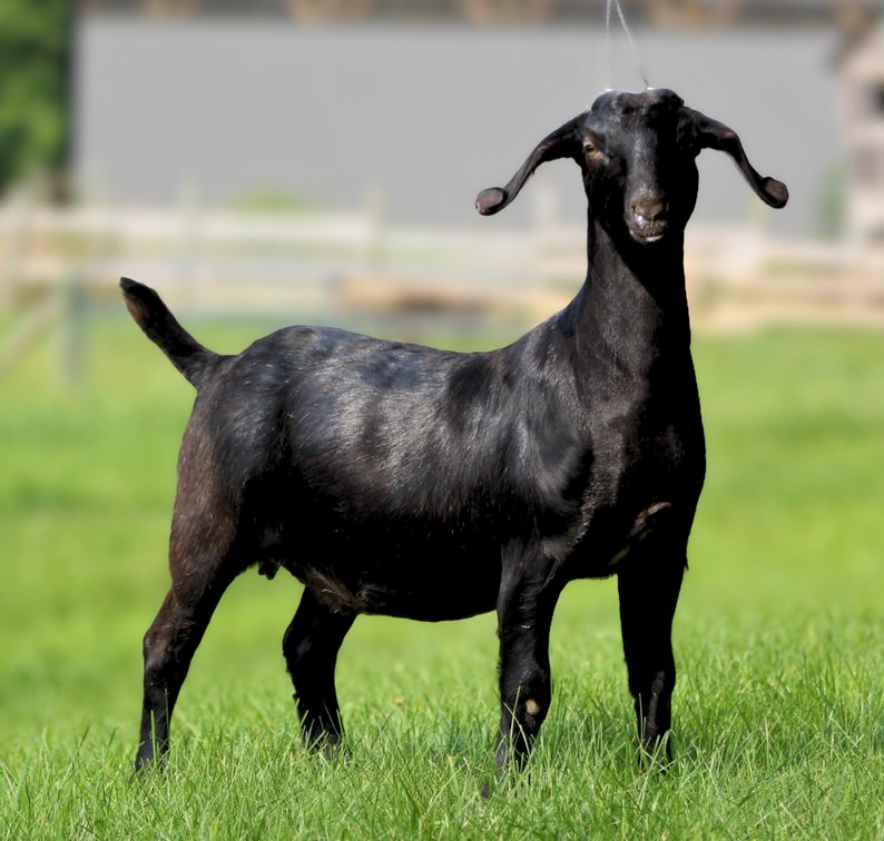 JR13 BLACK BETTY