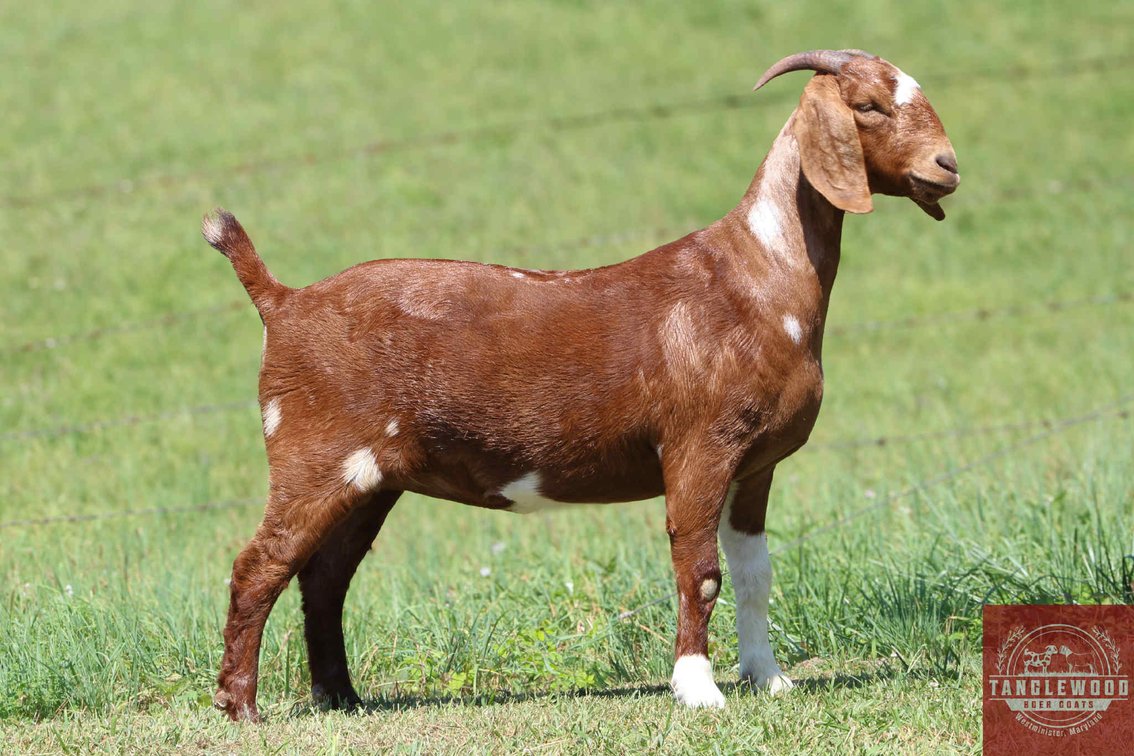 PV630 TANGLEWOOD'S RED DAWN 84.37% DOE