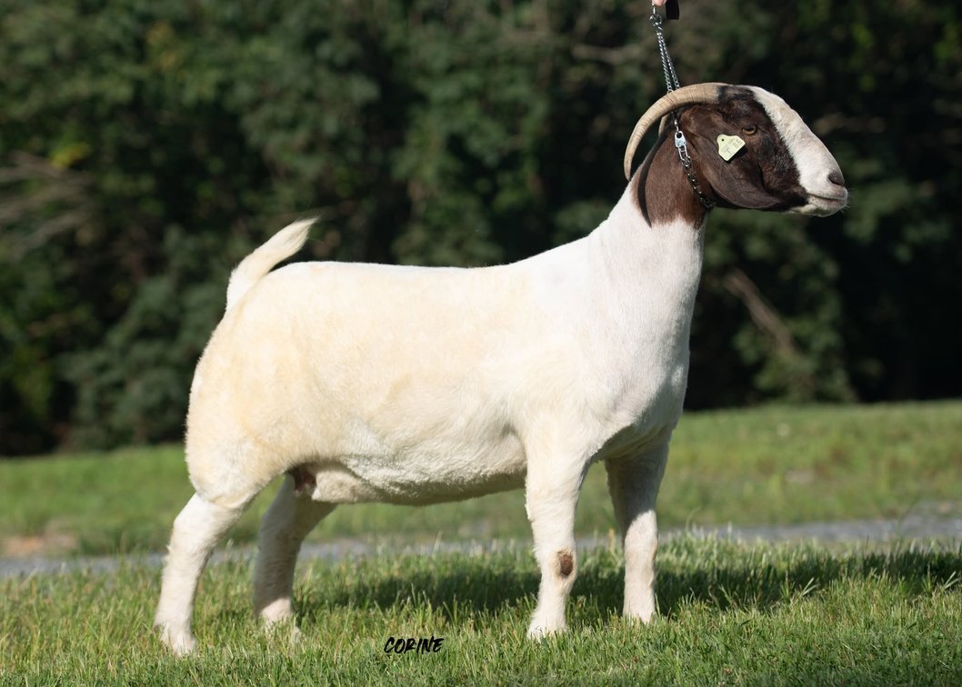 LHF5 ELVIS'S LITTLE SIS(50%)