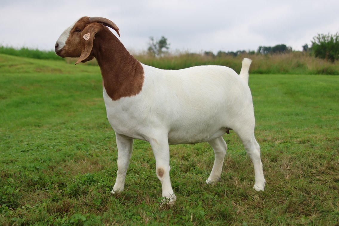 LGF3 NELLIE
