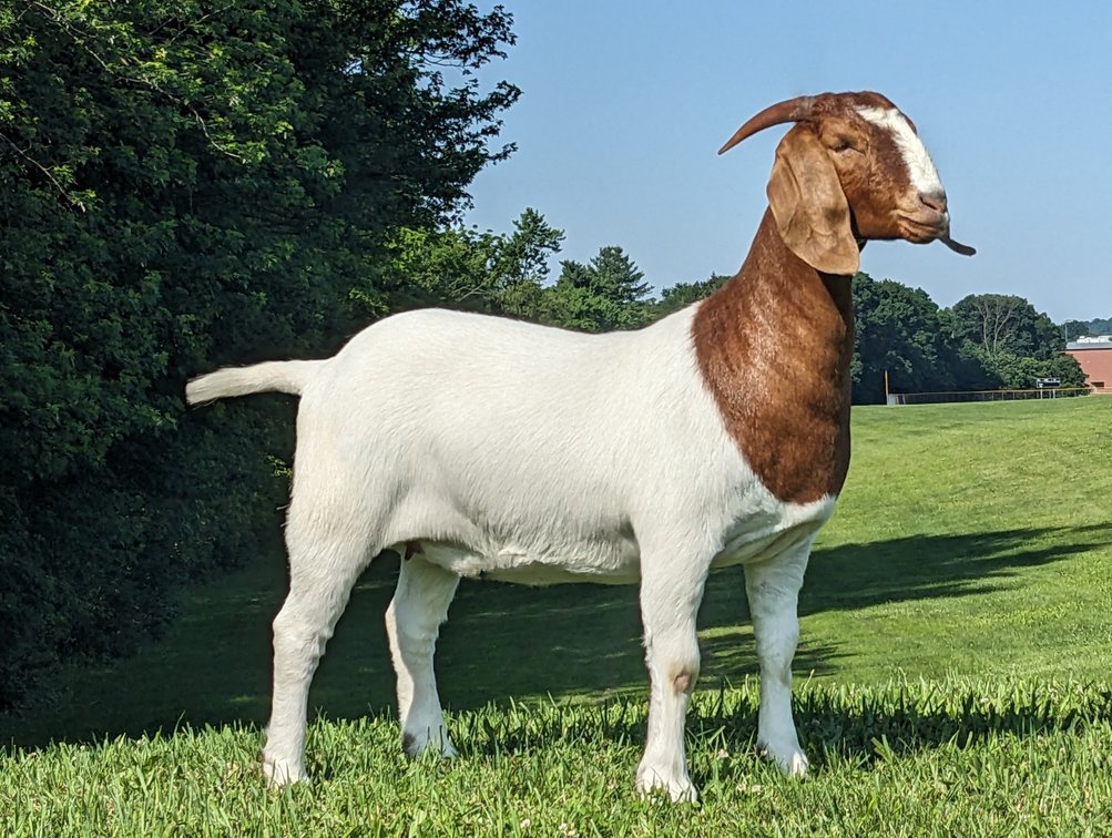 LGF3 KRISTI