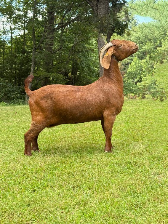 2R FARMS TWOSDAY'S LIL RED