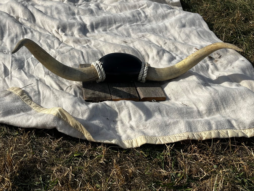 Set of Longhorns