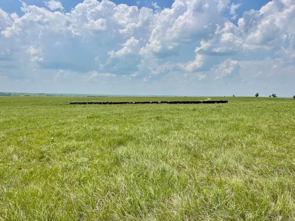 595 Acres Native Flint Hills Pasture Near Madison in Greenwood County, Kansas photo 2