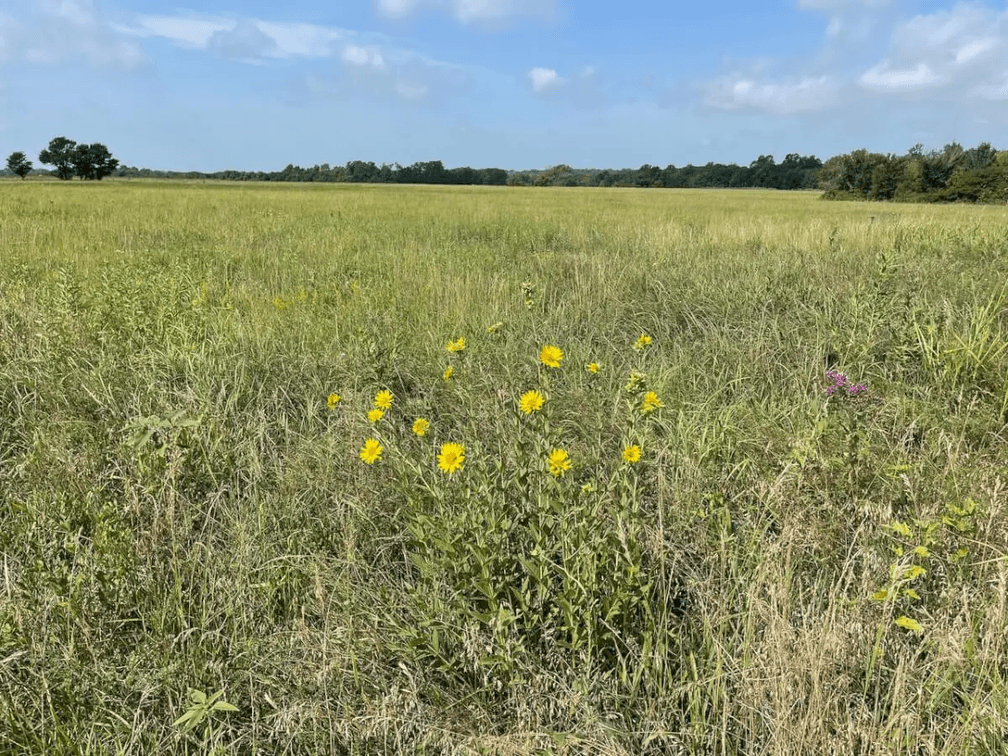 75 Acres Between Madison & Hamilton on HWY 99 in Greenwood County, Kansas photo 6