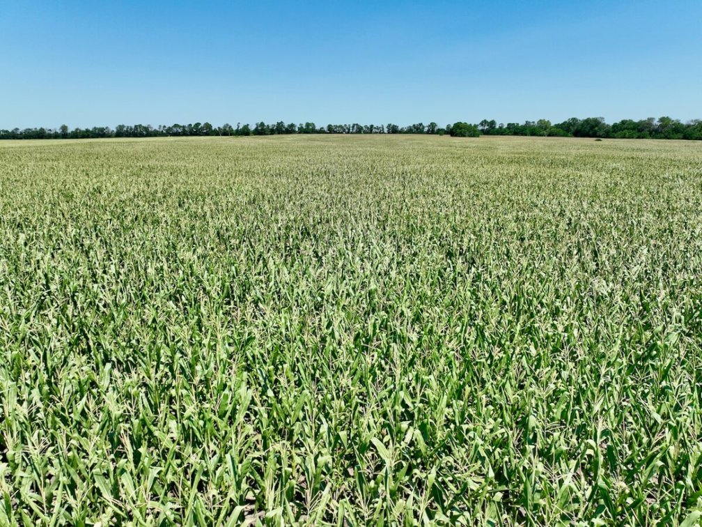 80+- Acres Tillable Farm Ground Between Whitewater & Newton, Harvey County, KS photo 3