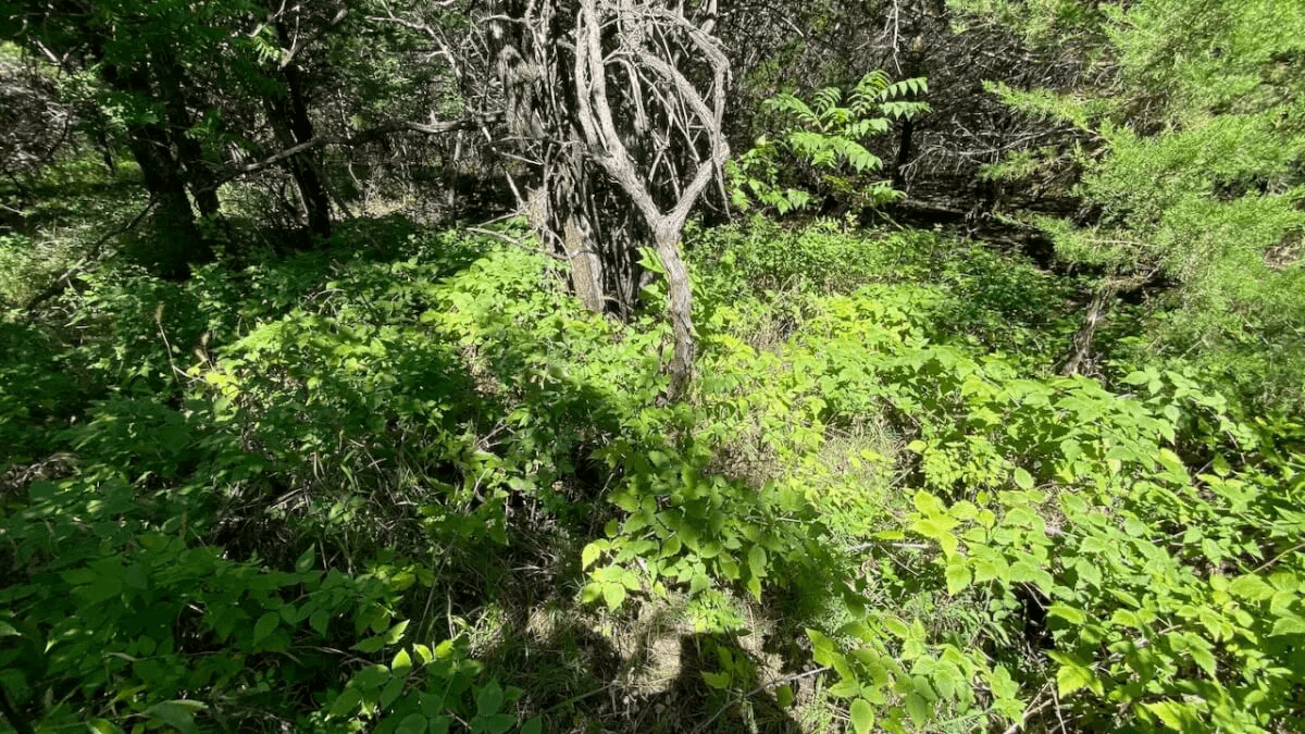 120+- Acres Hunting Land North of Howard in Elk County, Kansas photo 5