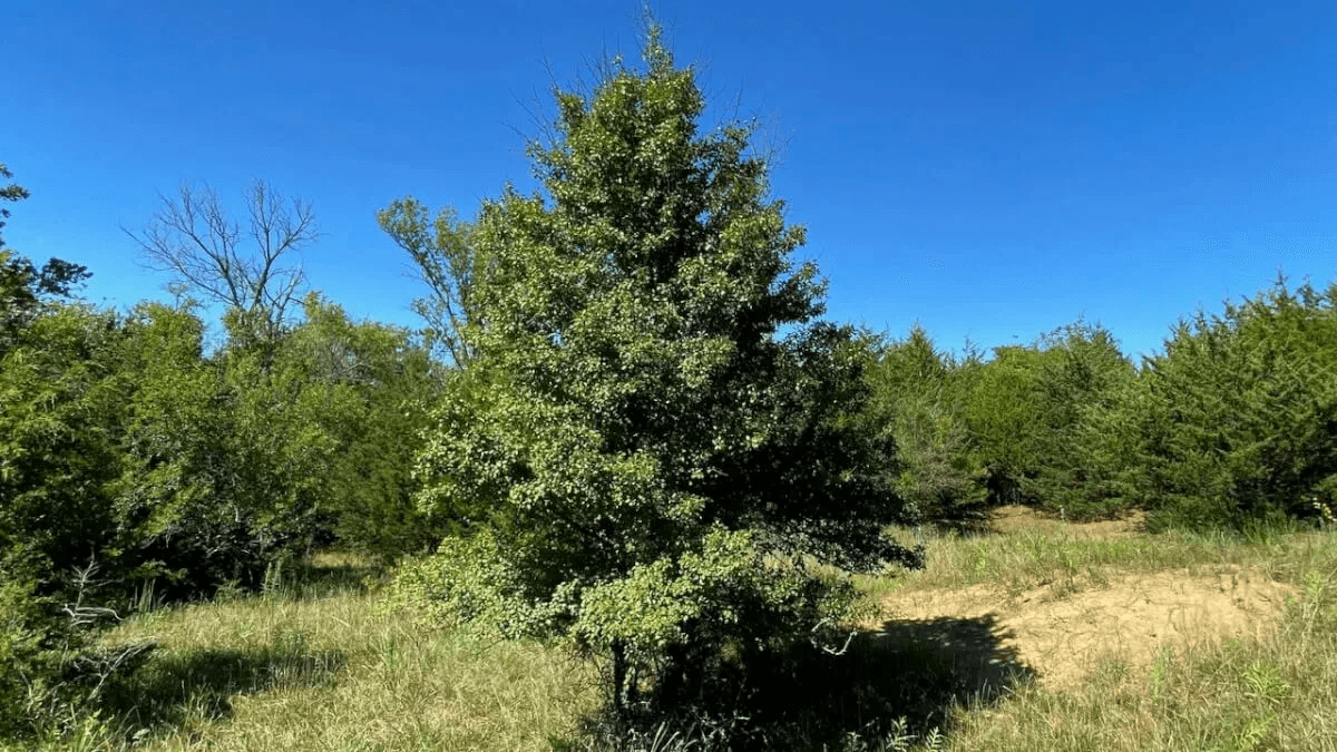 120+- Acres Hunting Land North of Howard in Elk County, Kansas photo 8