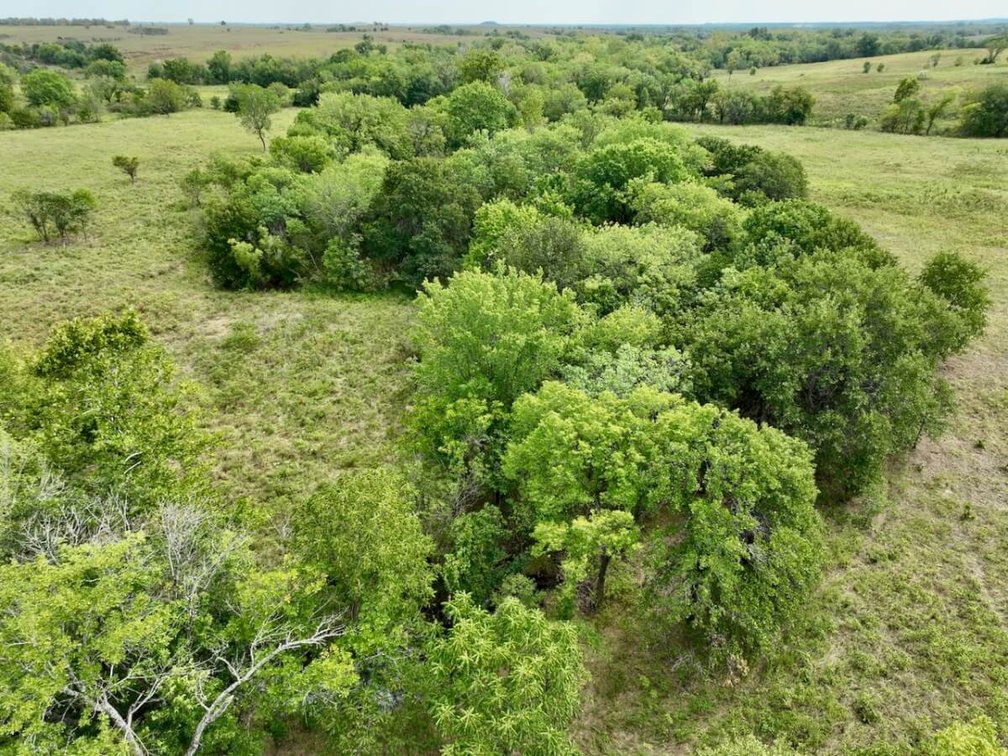 80+- Acres Northwest of Fredonia in Wilson County, Kansas – Heavy Timber, Spring Water, Pasture, & Great Hunting photo 5