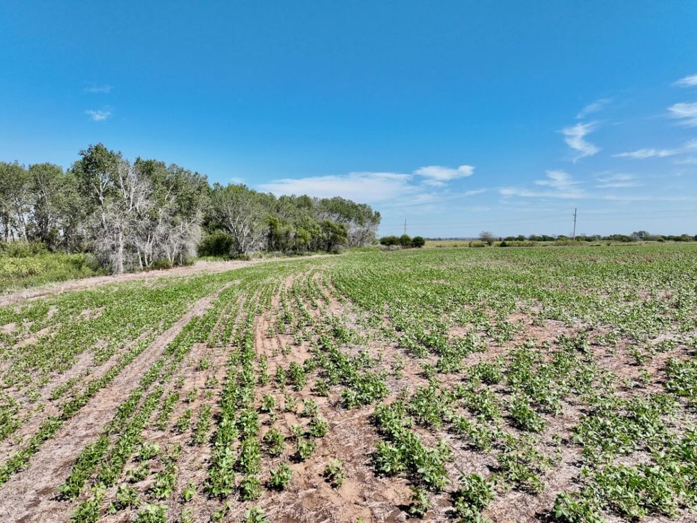 120+- Acres South of Conway Springs in Sumner County, Kansas photo 6
