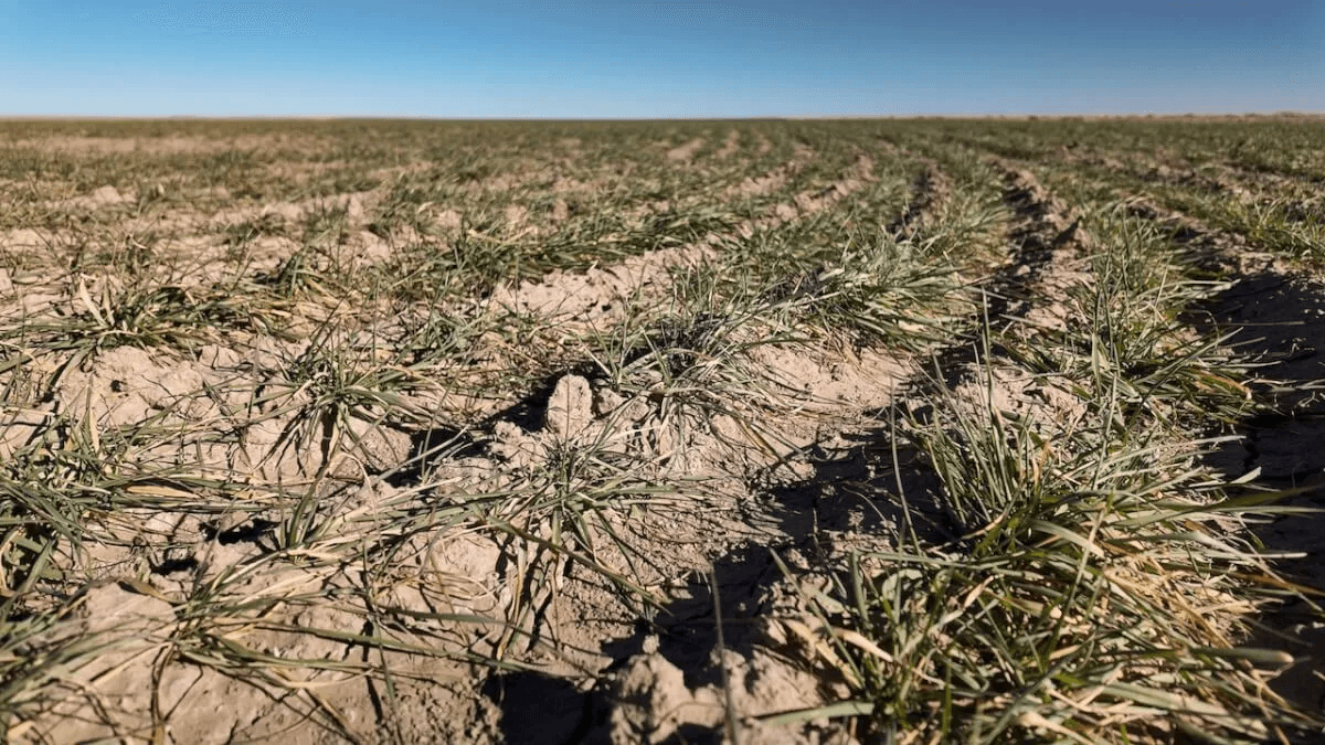 148 Acres of Tillable Farm Ground Southwest of Scott City in Scott County, Kansas photo 8