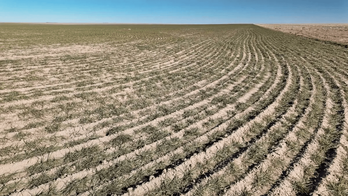 148 Acres of Tillable Farm Ground Southwest of Scott City in Scott County, Kansas photo 6