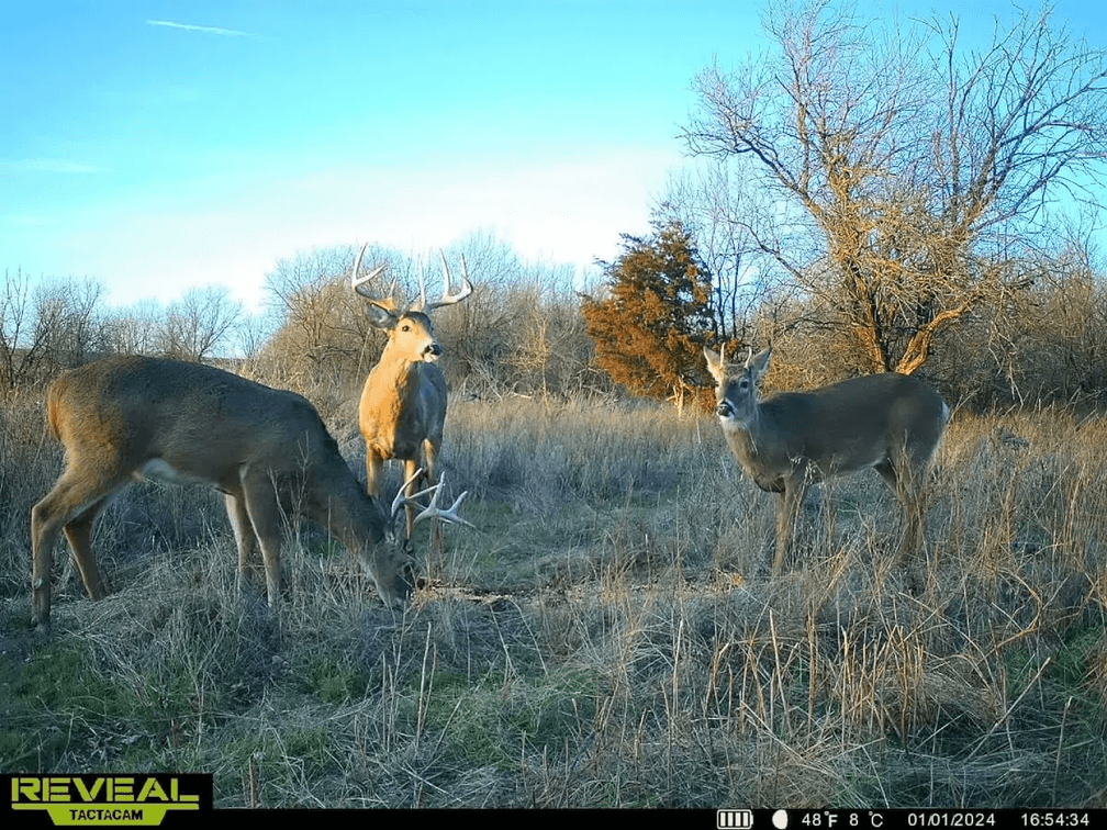 76 Acres, Large Pond, Timber & Flint Hills Pasture – Greenwood County, KS photo 7
