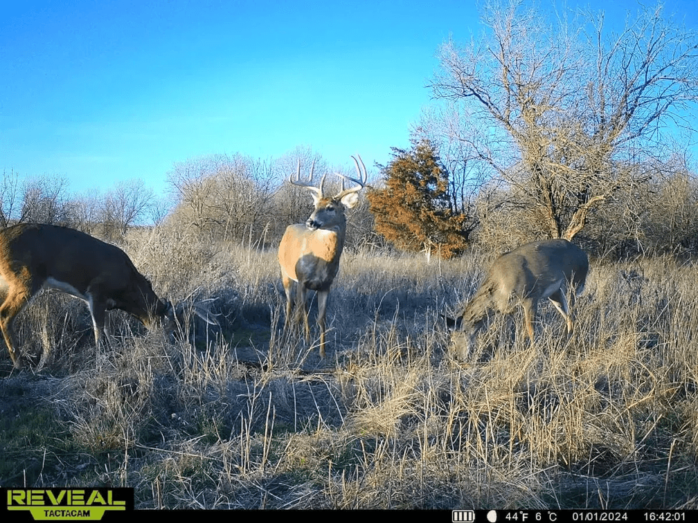 76 Acres, Large Pond, Timber & Flint Hills Pasture – Greenwood County, KS photo 8