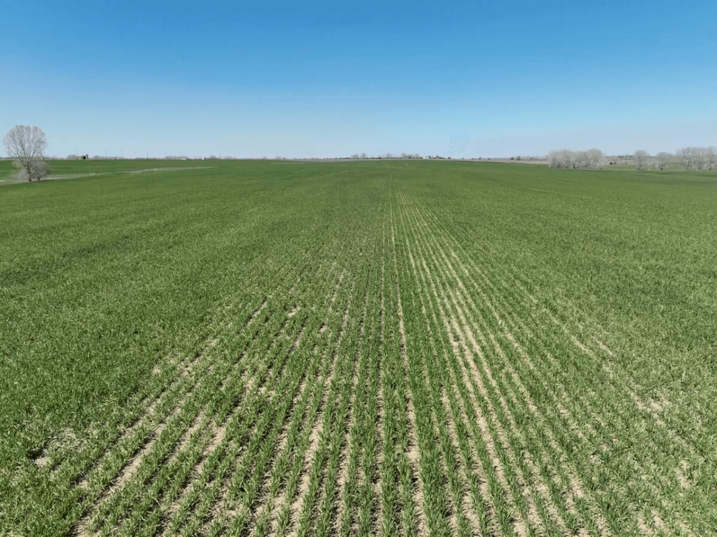 231 Acres Tillable On The Rice/McPherson County Kansas Line photo 2