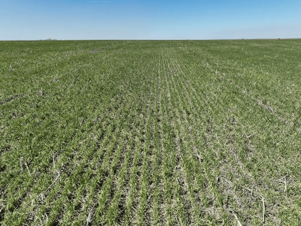 231 Acres Tillable On The Rice/McPherson County Kansas Line photo 7