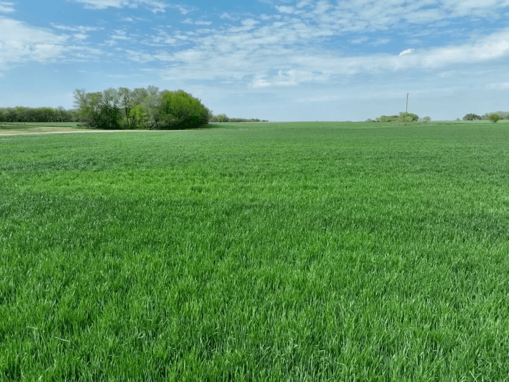244 Acres Near Whitewater, Kansas Selling in 4 Tracts photo 3