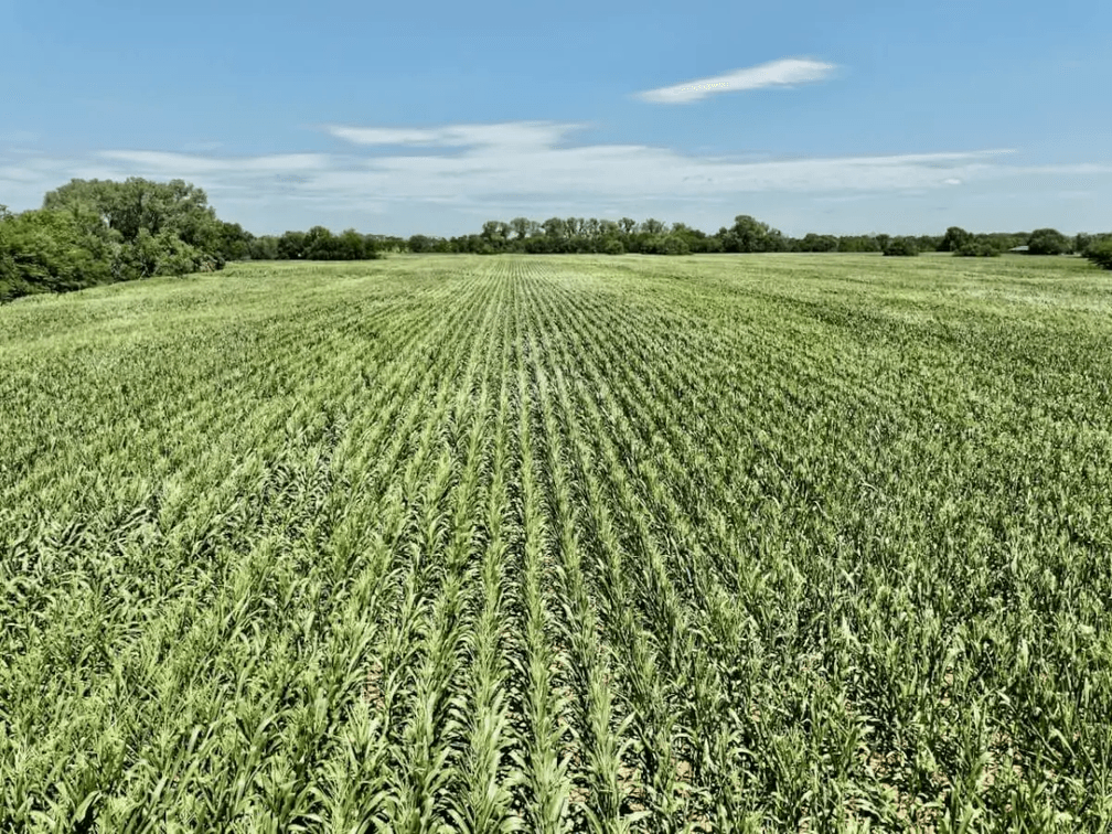 100.4 Acres Northwest of Towanda in Butler County, Kansas photo 2