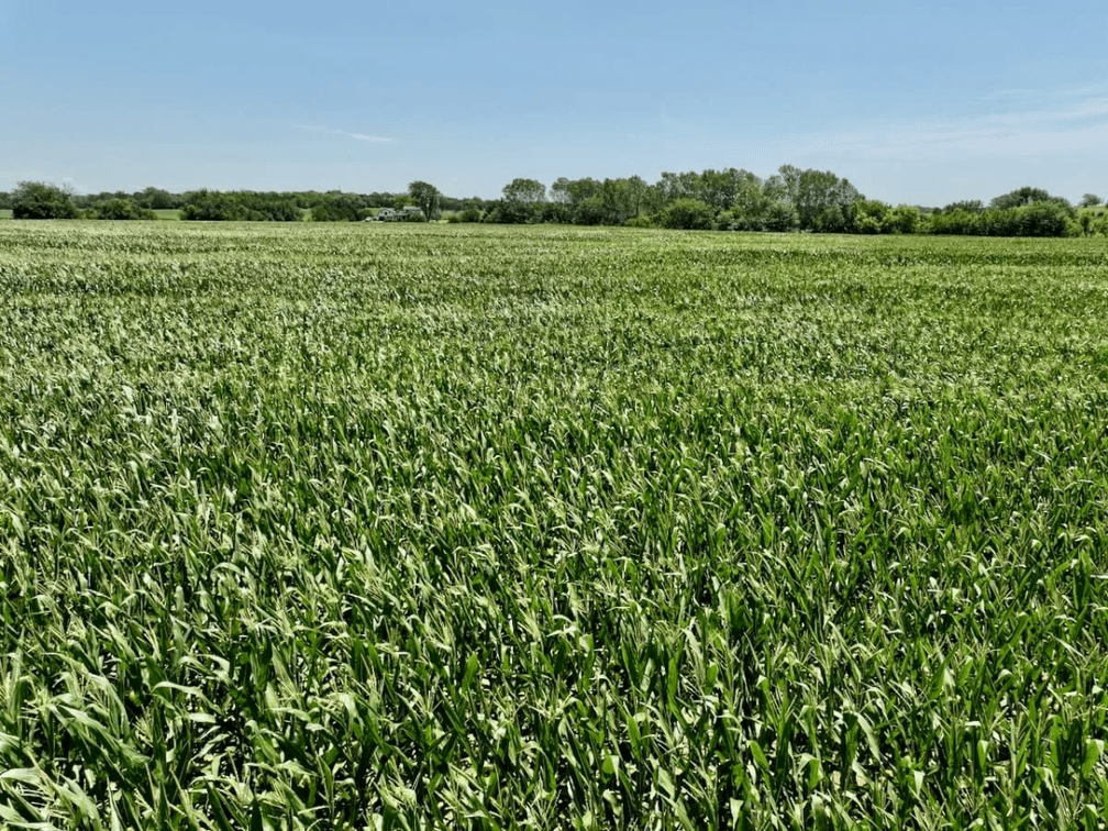100.4 Acres Northwest of Towanda in Butler County, Kansas photo 4