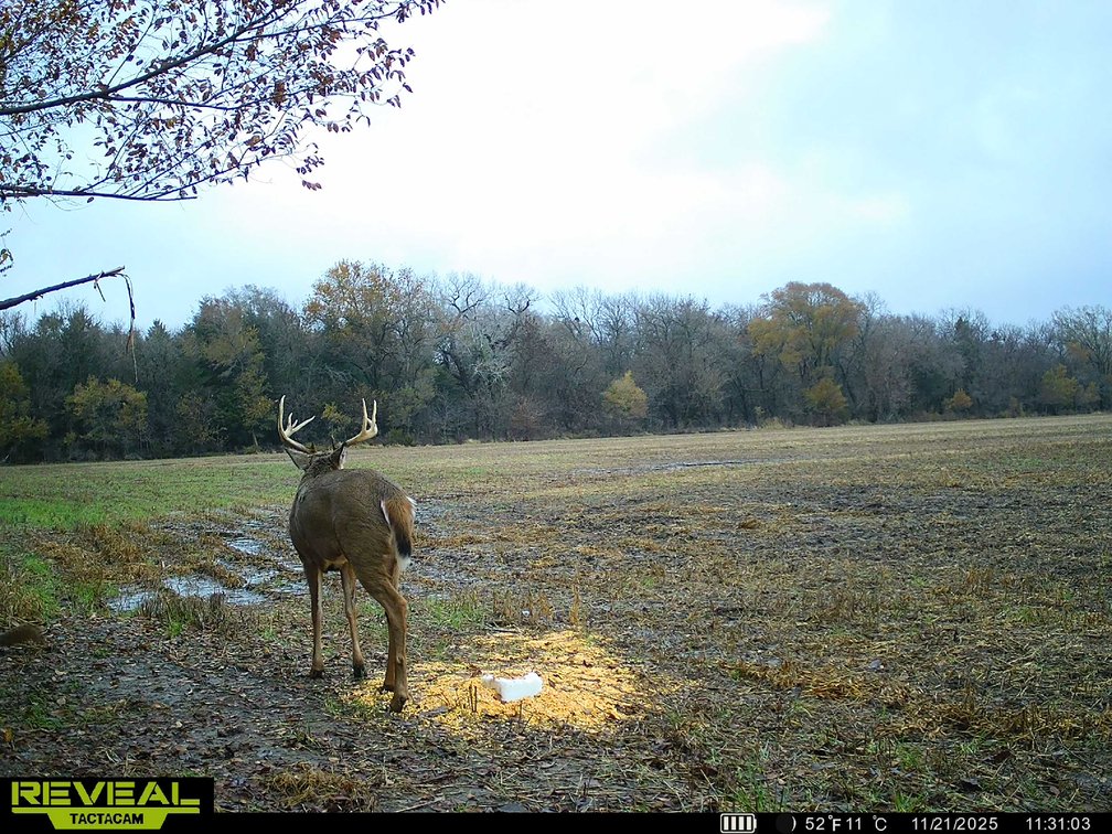 64+- Acres Tillable, Creek & Trees! West of Newton in Harvey County, Kansas photo 9