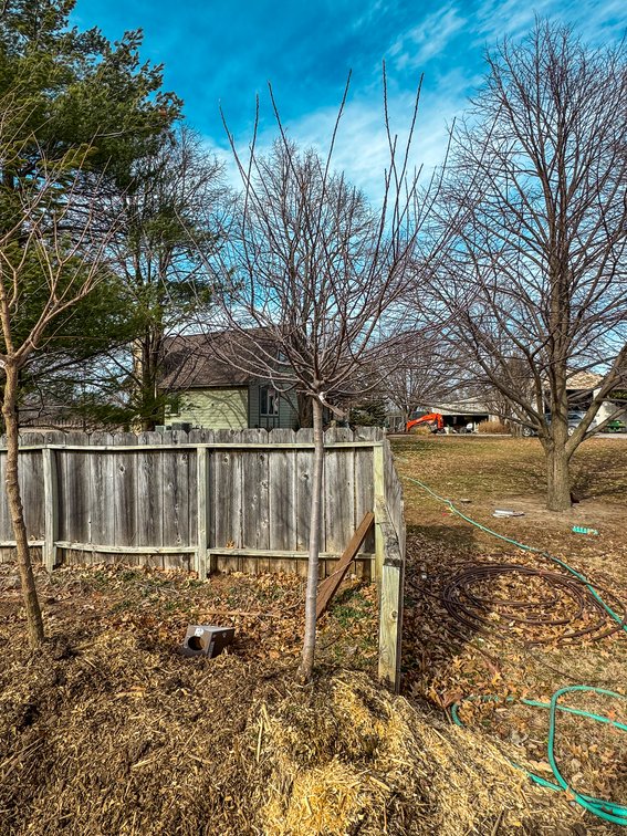 River Valley Trees - TREE AUCTION photo 2