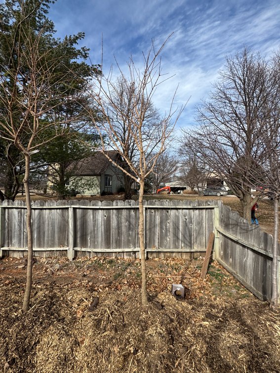 River Valley Trees - TREE AUCTION photo 3