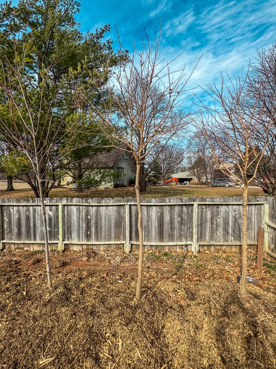 River Valley Trees - TREE AUCTION photo 4