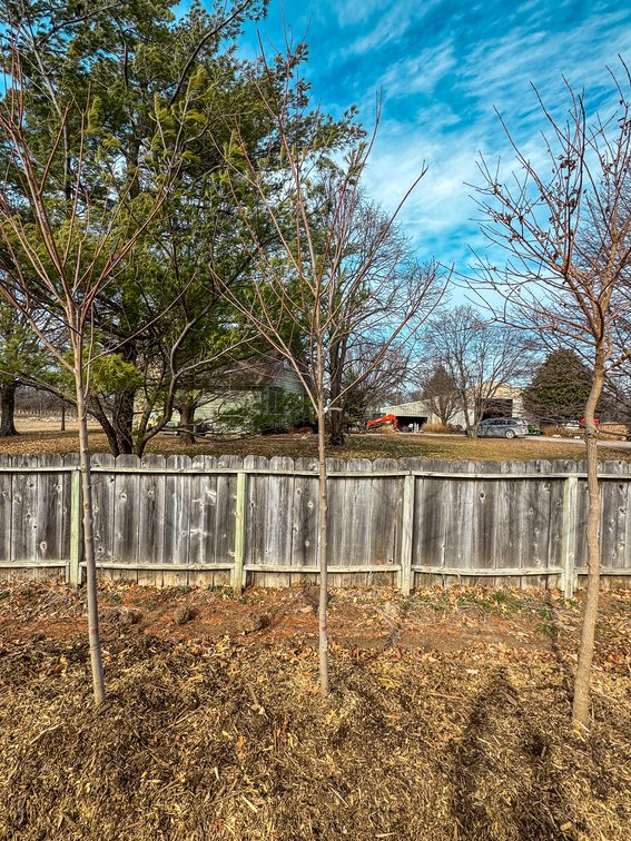 River Valley Trees - TREE AUCTION photo 5