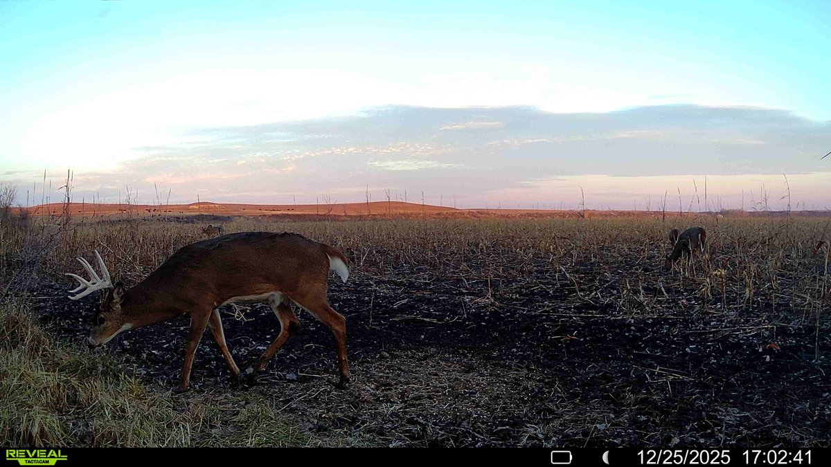 80+- Acres Chase County Kansas Land For Sale photo 9