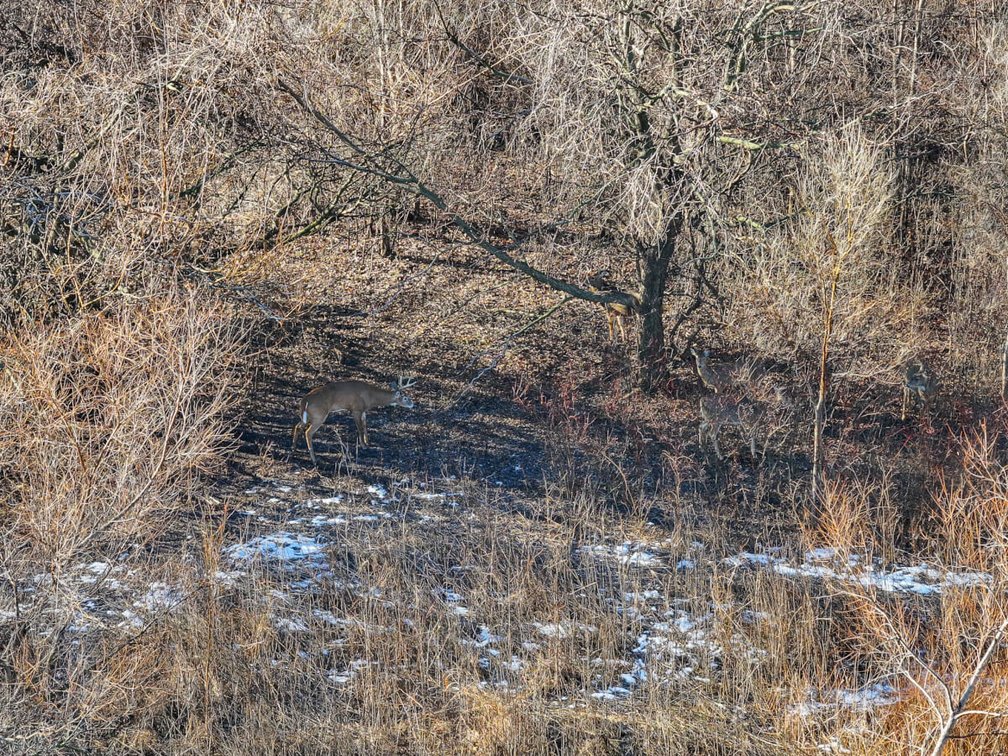 156.5 Acres Tillable, Trees & Wildlife Northwest of Clearwater, Sedgwick County, Kansas photo 8