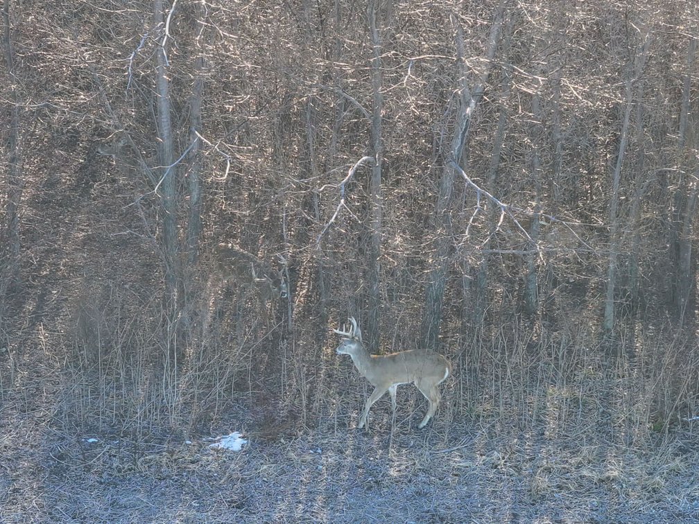 156.5 Acres Tillable, Trees & Wildlife Northwest of Clearwater, Sedgwick County, Kansas photo 9