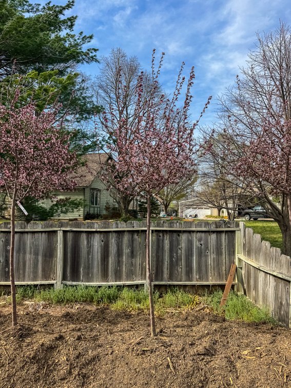 River Valley Trees - TREE AUCTION photo 3