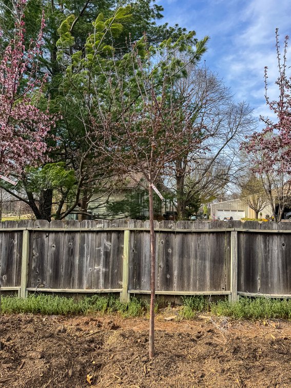 River Valley Trees - TREE AUCTION photo 5