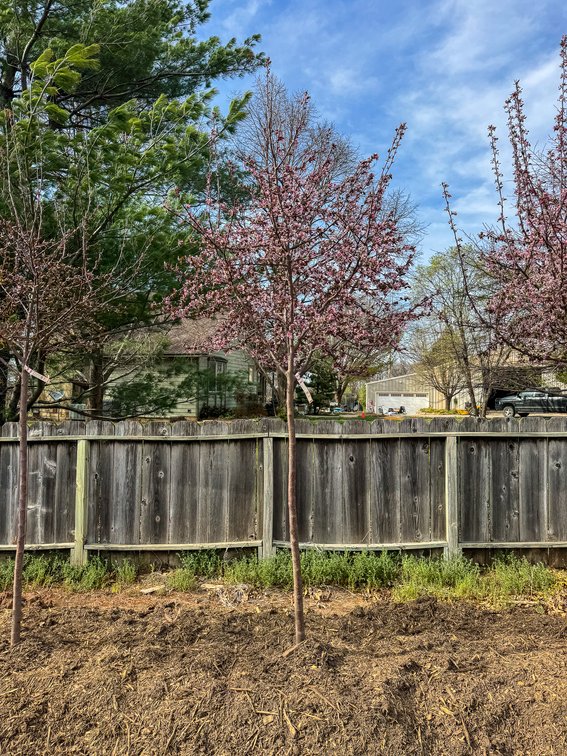 River Valley Trees - TREE AUCTION photo 4